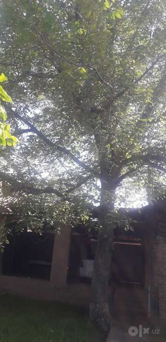 дерево  в внутри дома греческих орёх