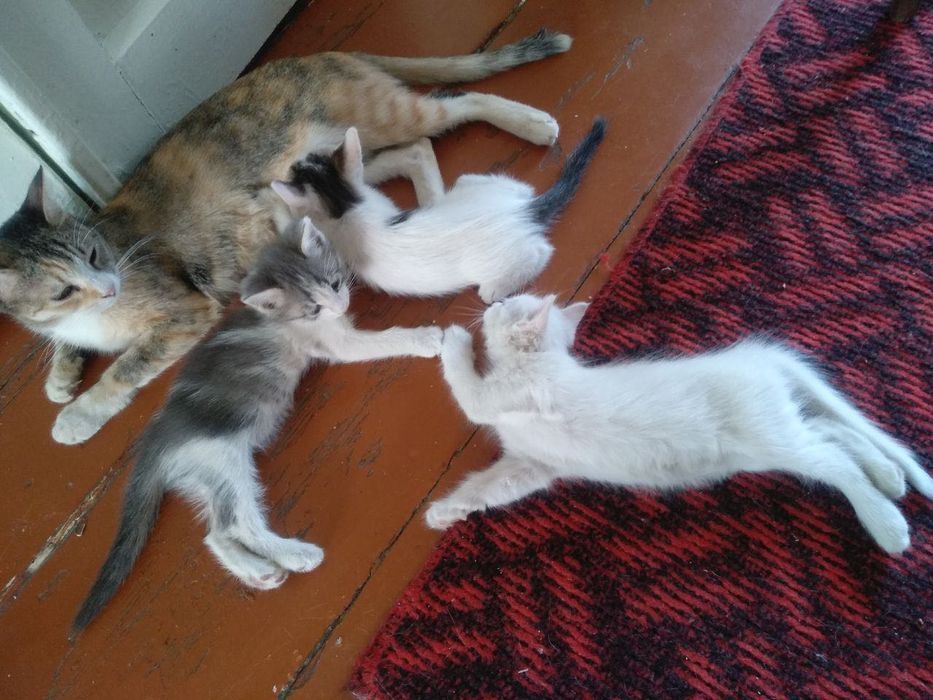 Mushuklar yaxshi qo’llarga beriladi bepul