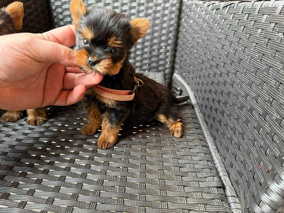 Мини Йоркширски териер Актуално от 29.12.2025