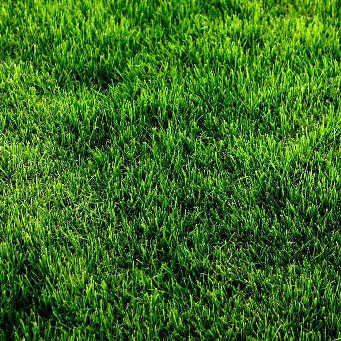 Gazon va gazon posish