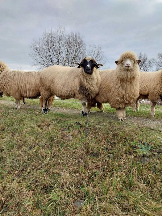 Vand sau schimb pe juninci baltate!