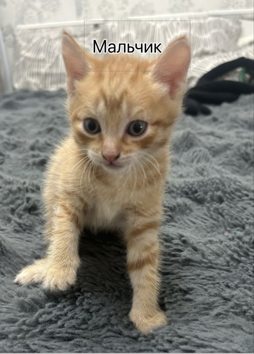 Котята 4 недели