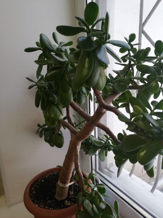 Продам толстянка, денежное дерево.