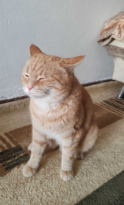 Рыжий котик ищет дом