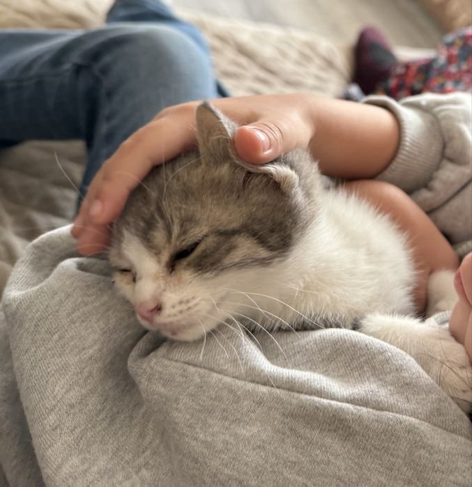 Отдам котят в добрые руки