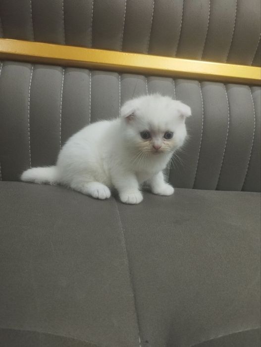 Продаются котята шотландские