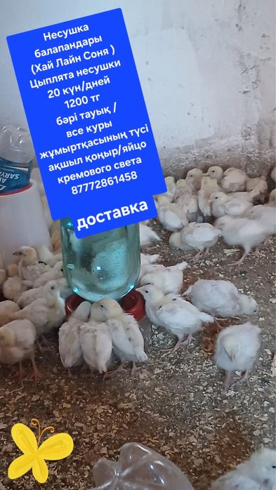 Продаются цеплята несушек