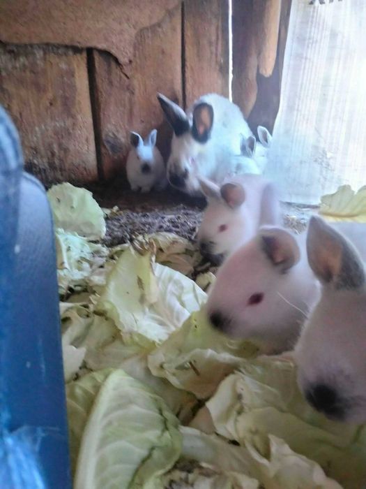 Vând iepurași de california