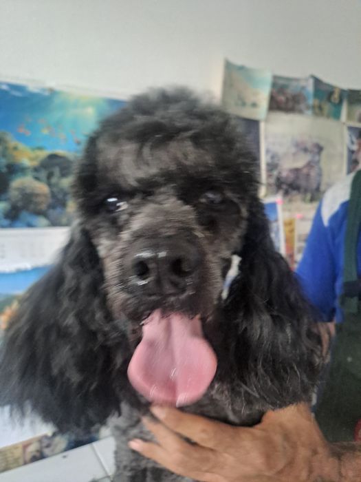 Tuns caini, pisici,iepurasi în fiecare zi