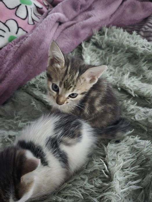 Отдадим котиков.