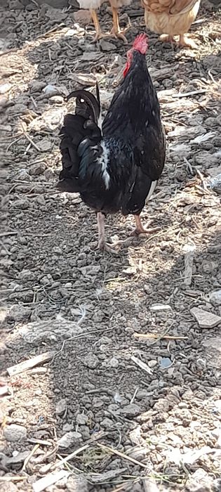 Vând cocoși de pitică și mătase
