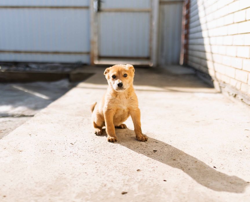Отдам щенка бесплатно