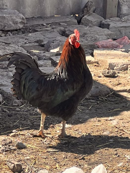 Жас семіз қораздар сатылады