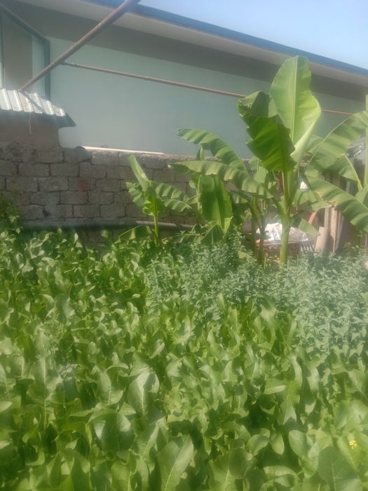 Хрен свежие с огорода и листья ориентир 6 карасу звоните заранее выкоп