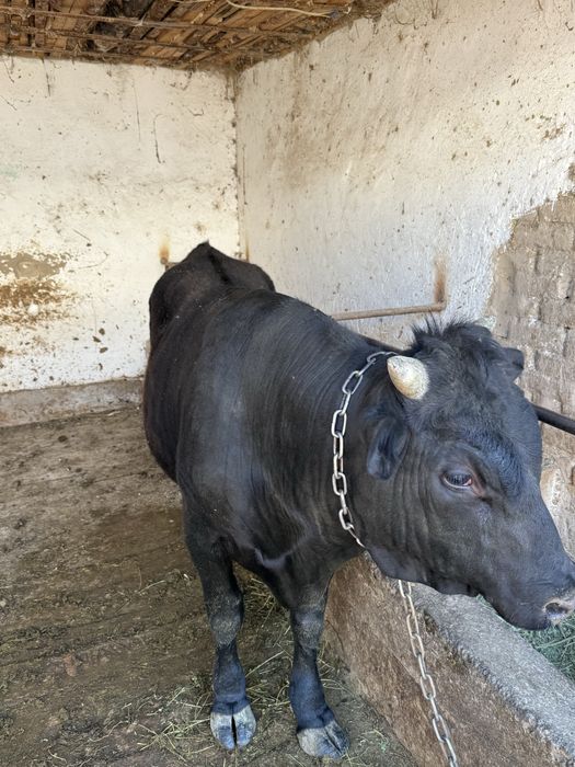 Бык бұқа байлауда тұр