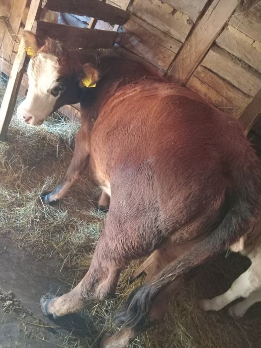 De vânzare o juninca si o vitea