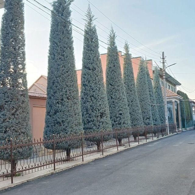 Archa kesish dorilash va gazon ikish Lanshaft xizmati