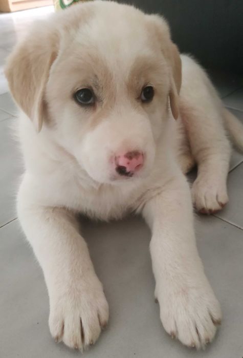 Продавам Лабрадор Ретривър