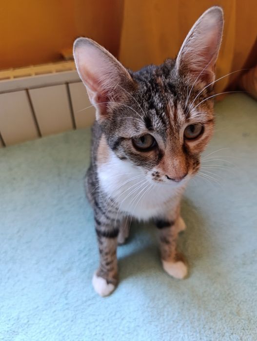 Котенце за осиновяване