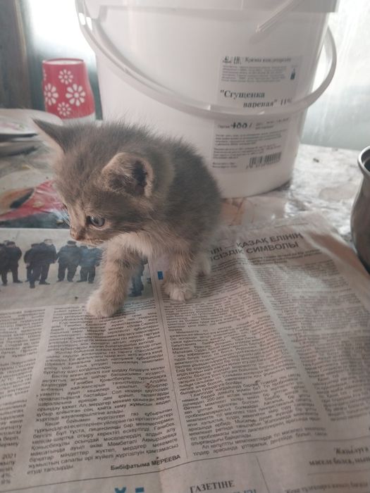 Котята отдам даром