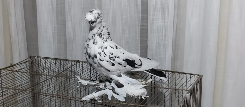 Голубь соч самец