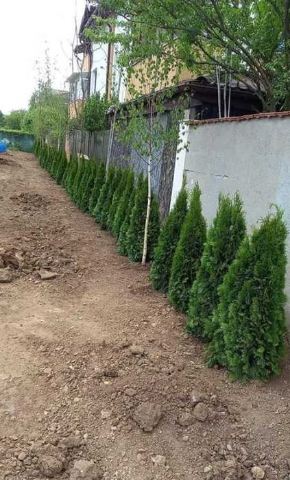 Plante Ornamentale