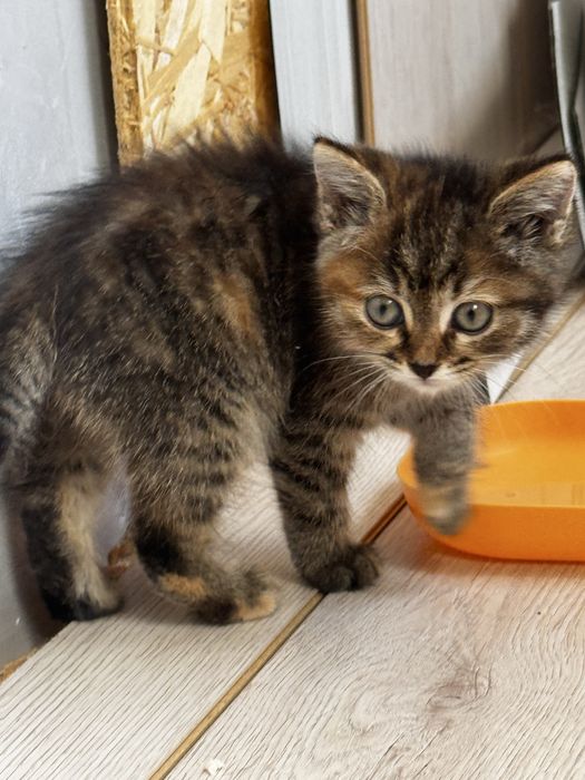 Отдам котенка девочка
