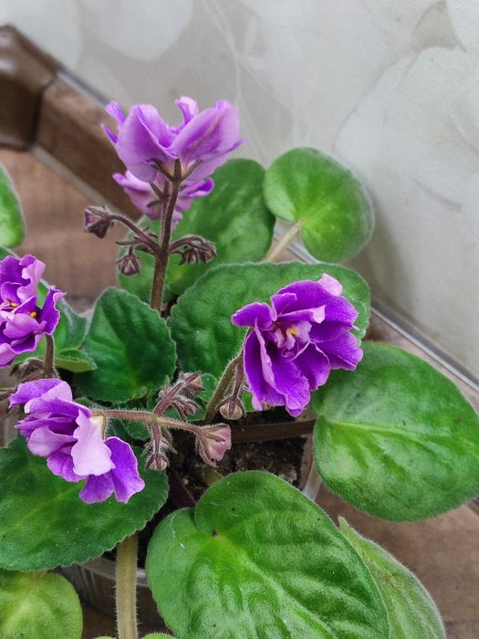 Продам красивые цветы