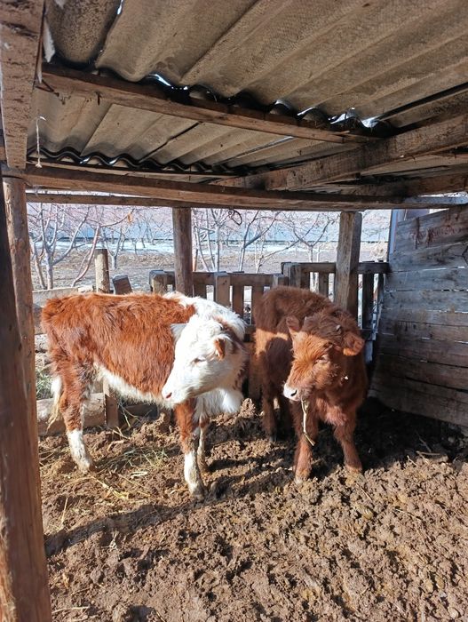 Продам 3 телочки