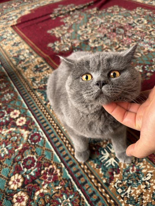 skotish strayt tozasi sotiladi