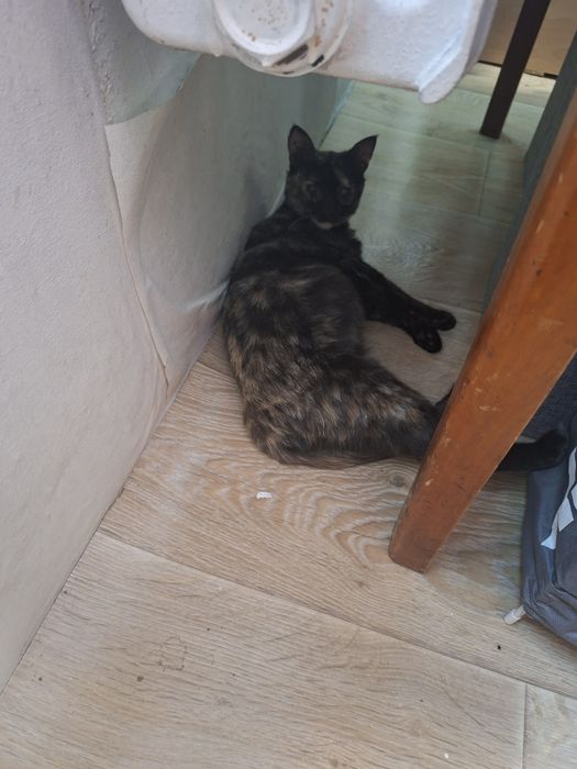 Коте Ари търси своя нов дом