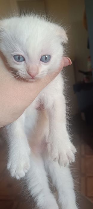 Котята все мальчики вислоухие