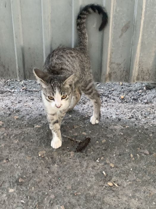 Котята в добрые руки!