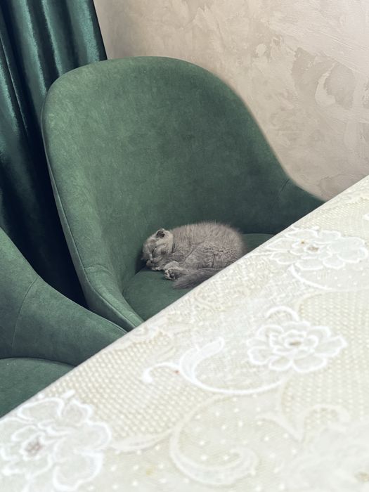 Шотландский вислоухий котенок