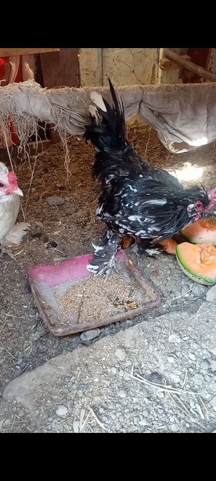 Курица курица курица