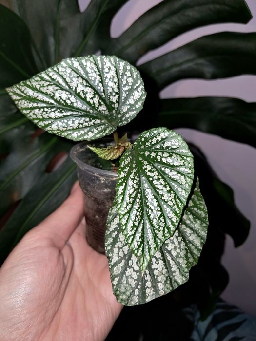 Бегония Серебристо-Крапчатая