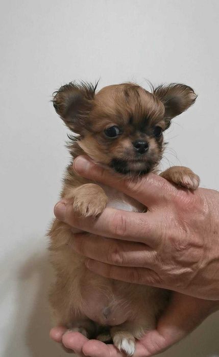 Чихуахуа ИСТИНСКИ !!!