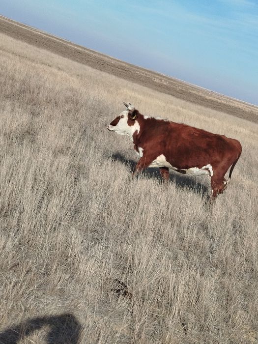 Продам корову ..о