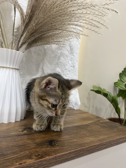 Котята милашки в добрые руки