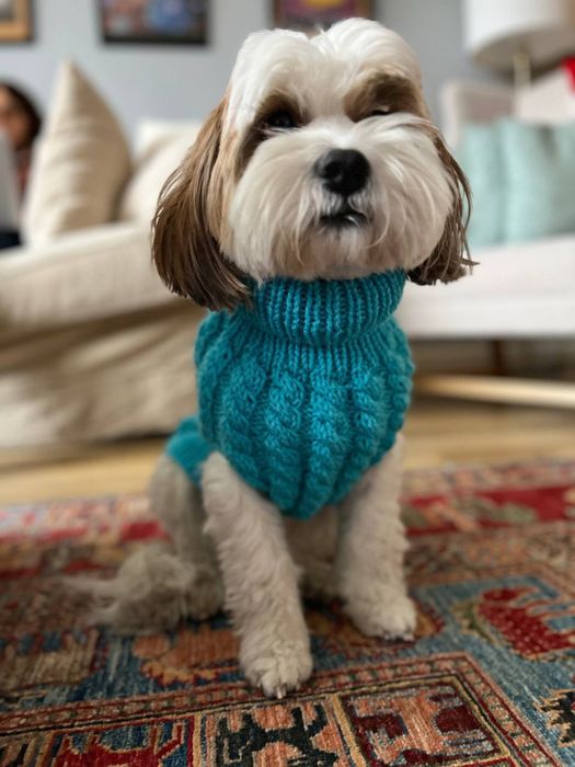 Вязаная одежда для кошек и собак