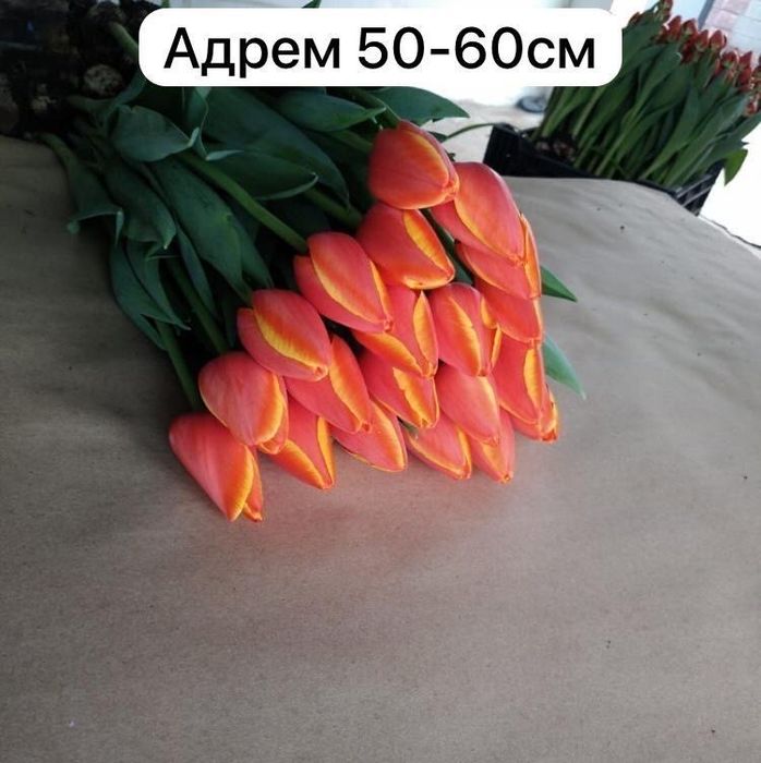 Продаем тюльпаны!!!