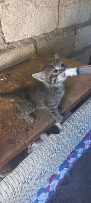 3 Котёнка отдам даром