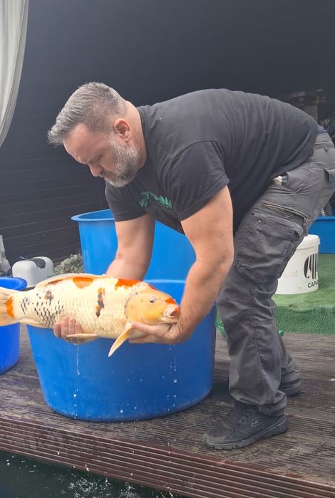 Crapi koi jumbo reproducători