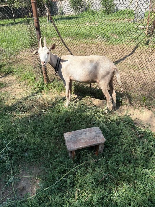 Ешкі Козы алпий нуби