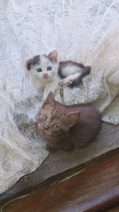 Отдам в хорошие ,добрые руки.