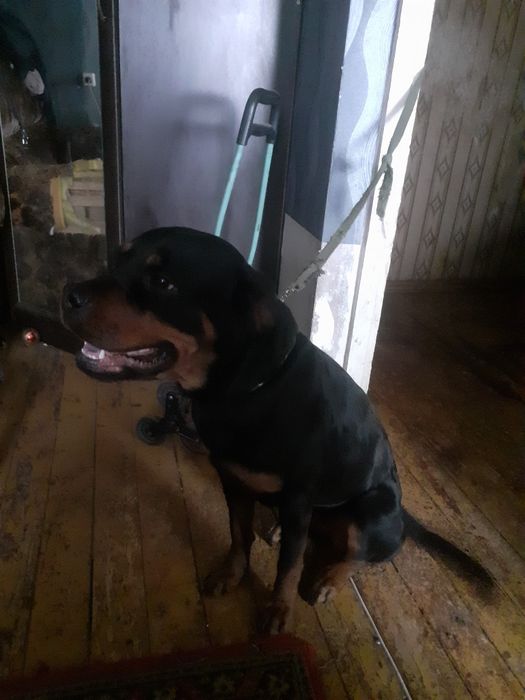 Ищем пару для вязки