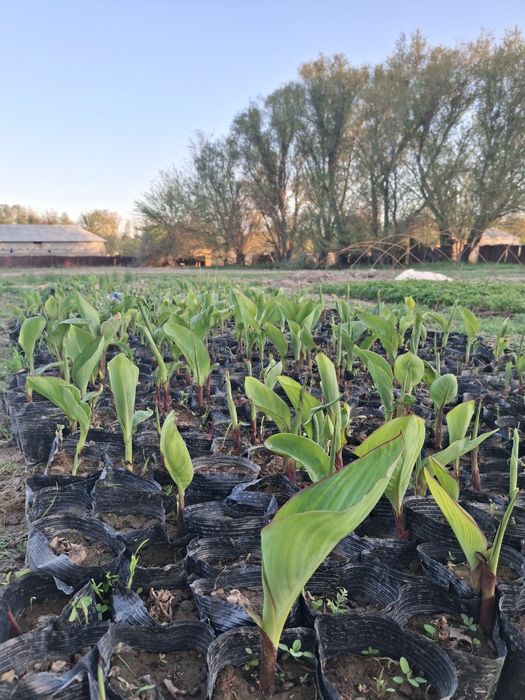 Цветы --   Канны