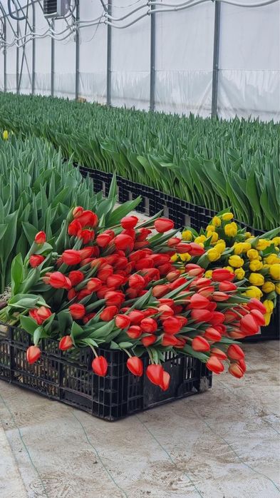 Тюльпаны оптом голандский