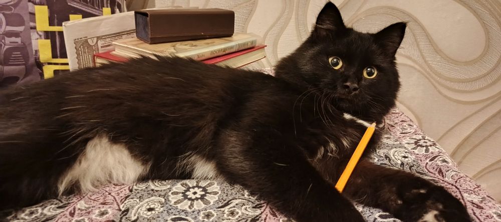 Отдам в добрые руки котика