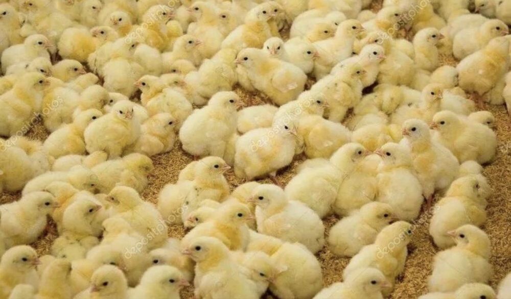 Продам бролеров росст 308 . Кооб 500